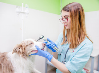 Sticker - veterinary doctor examining dog eye with an otoscope