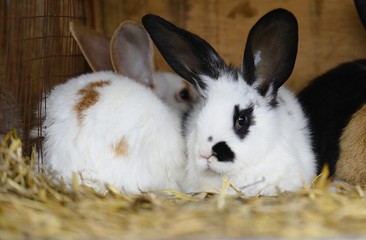 Wall Mural - rabbit in front of the rabbit barn