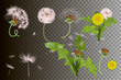 Vector illustration of spring dandelions on transparent background. Dandelion seeds blowing from stem.
