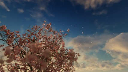 Wall Mural - Beautiful magnolia tree, falling flowers, sun rises, 4K