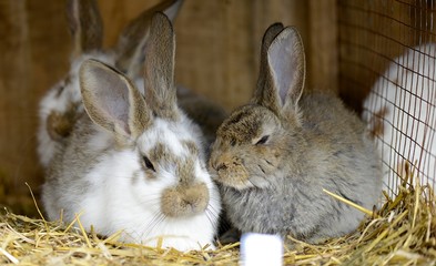 Wall Mural - rabbit in front of the rabbit barn