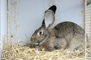 Wall Mural - rabbit in front of the rabbit barn