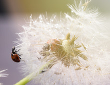 Beautiful Nature Background With Dandelion And Ladybug.