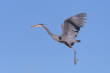 Great Blue Heron In Flight In A Clear Blue Sky