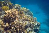 Fototapeta Do akwarium - coral reef