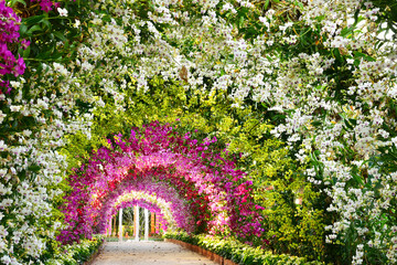 Wall Mural - Colorful of orchid tennel