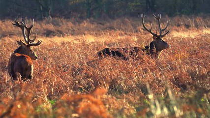 Wall Mural - red deer