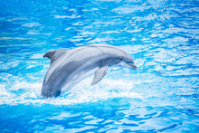 Side View Of A Beautiful Bottlenose Dolphin Jumping Out Of The Water. Beautiful Ocean Animal In An Idyllic Setting