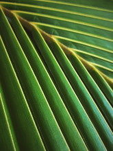 Close Up Green Pattern Of Palm Leaves In Growing Concept And Vertical Frame, Selective Focus