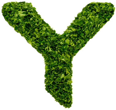 Letter Y Parsley alphabet