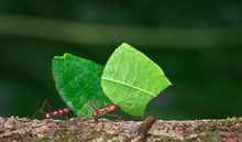 Leaf-cutter Ant (Atta Sp.) Near Puerto Viejo De Sarapiqui, Costa Rica.