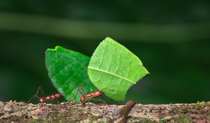 Leaf-cutter ant (Atta sp.) near Puerto Viejo de Sarapiqui, Costa Rica.