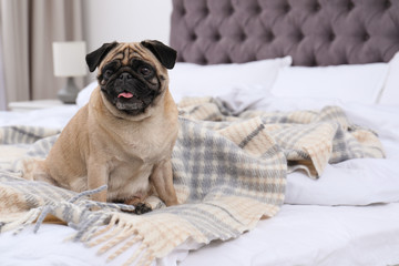 Poster - Happy cute pug dog on bed indoors