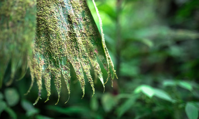 Canvas Print - Moss and lichen cover this old leaf in the Tapanti-Macizo Cerro de la Muerte National Park, Costa Rica.