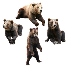 Wall Mural - set of bear over white background