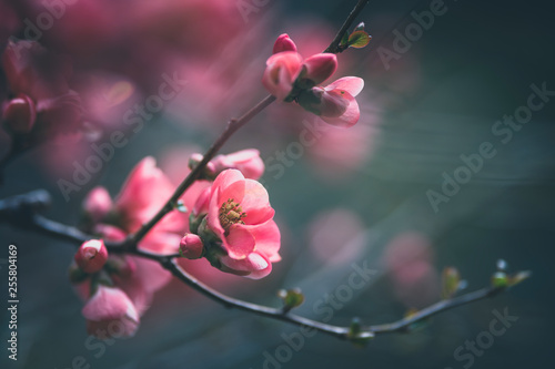 Fleur Rose Darbre Fruitier Buy This Stock Photo And