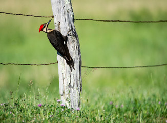 Wall Mural - A Pileated Woodpecker pecks on a fence post at Cades Cove.