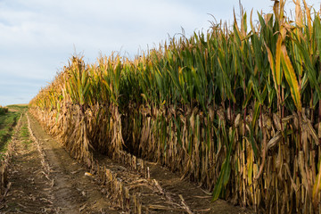 Half way harvesting a corn field in autumn 2