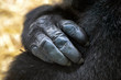 © Edwin Butter - cropped view of black hand of gorilla