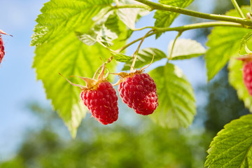 Close-up of ripe organic raspberry hanging on a branch in the fruit garden