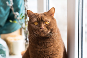 Wall Mural - Portrait of British short hair brown cat, The cat is sitting on the windowsill. closeup of the big round face of cinnamon british cat.