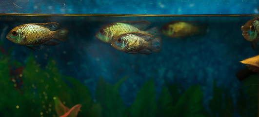 Aquarium life. Closeup of Nannacara anomala Golden Dwarf Cichlid - aquarium fish. selective focus