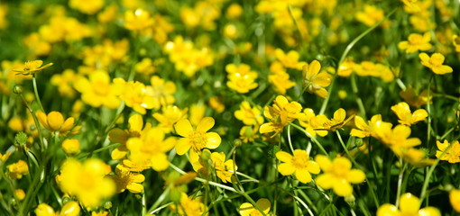 Butterblumen auf einer Wiese im Sommer