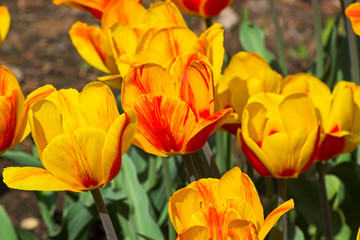 Tulips of the Andre Citroen  species.