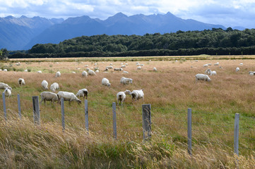 Canvas Print - herd of sheep