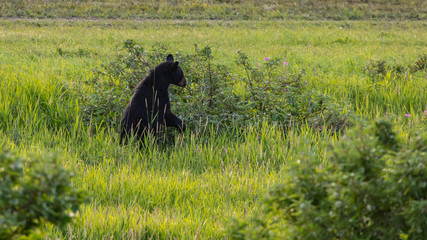 Wall Mural - black bear in meadow
