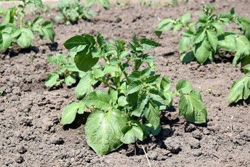 Wall Mural - Potato Plant Solanum Tuberosum Home Gardening Planting Stock Photo