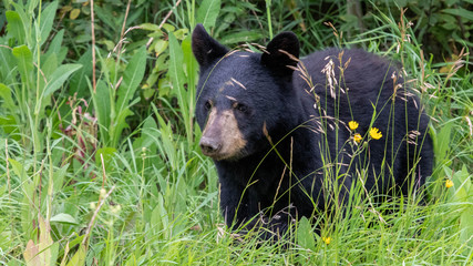 Wall Mural - black bear in meadow