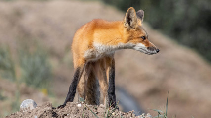 Wall Mural - red fox in wild