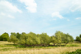 Fototapeta  - Wide view of green meadow and willow bush