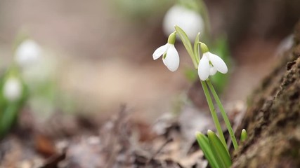 Wall Mural - two white blooming snowdrop folded or galanthus plicatus near tree covered with moss in the forest b