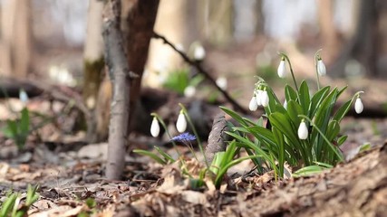 Wall Mural - white blooming snowdrop folded or galanthus plicatus in the forest background. wind, light breeze, s
