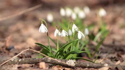 Wall Mural - white blooming snowdrop folded or galanthus plicatus in the forest background. wind, light breeze, s