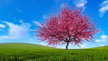 Landscape With Sakura Cherry Tree In Full Blossom