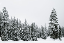 Snow Covered Trees In A Coniferous Mountain Forest; Forest Surrounded And Enveloped In A Cloud Or Fog