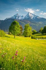 Wall Mural - idyllic mountain scenery in the alps with blooming meadows in springtime