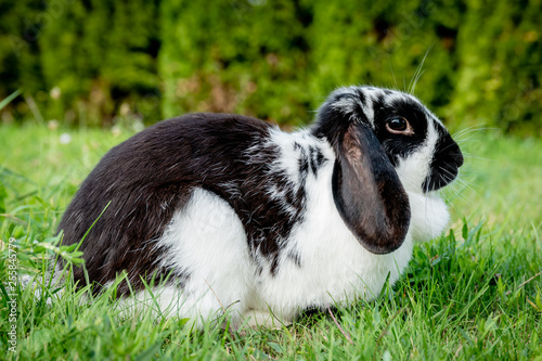 black lop eared rabbit