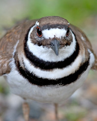 Wall Mural - killdeer