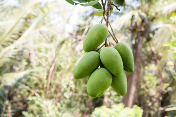 green mango hanging,mango field,mango farm. Agricultural concept,Agricultural industry concept.Mangoes fruit on the tree in garden, Bunch of green ripe mango on tree in garden. Selective focus