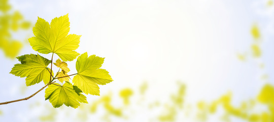 Wall Mural - maple tree branch spring horizontal background