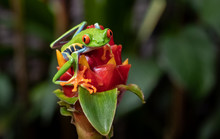 Red Eyed Tree Frog In Costa Rica 