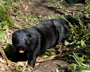 Wall Mural - wild mink playing