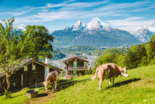 Idyllic Alpine Scenery With Mountain Chalets And Cow Grazing On Green Meadows In Springtime