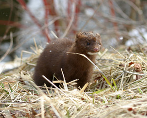 Wall Mural - wild mink playing