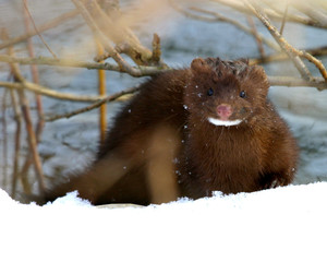 Wall Mural - wild mink playing