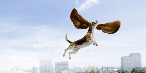 Wall Mural - Dog fly in sky